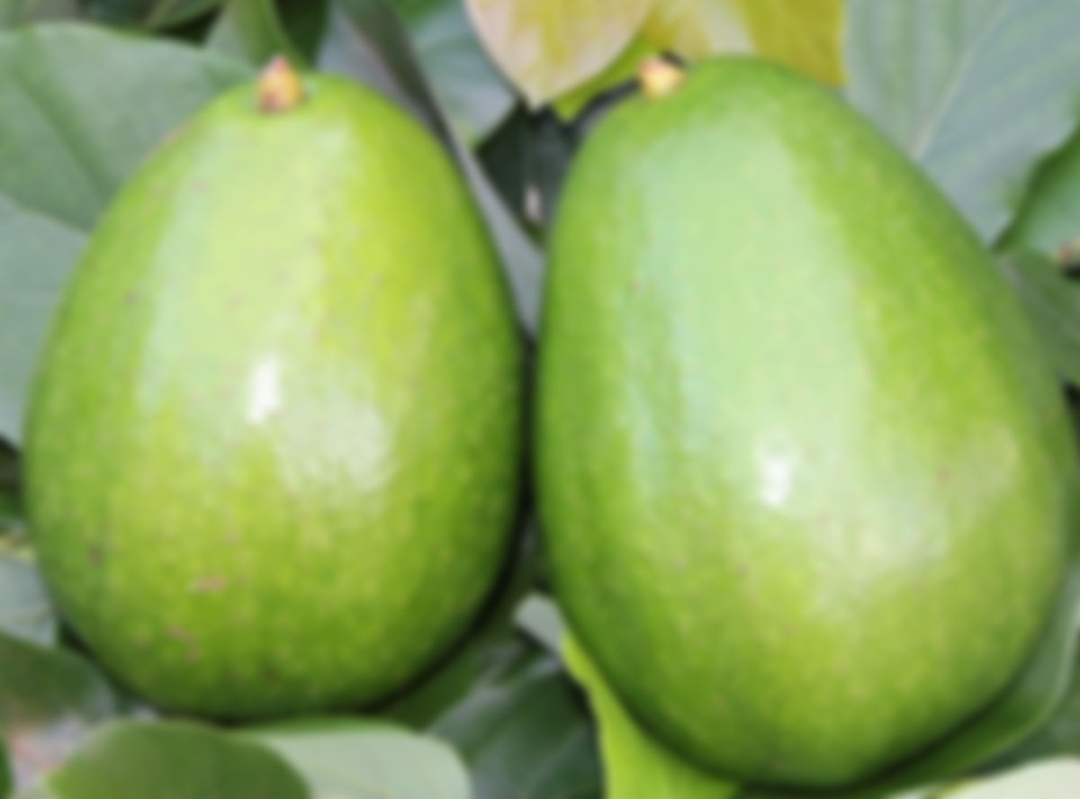 Aguacate Pollock
