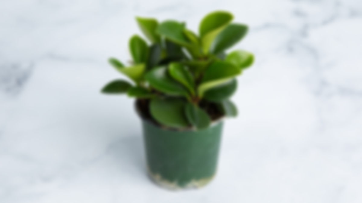 Peperomia obtusifolia 5", ornamental