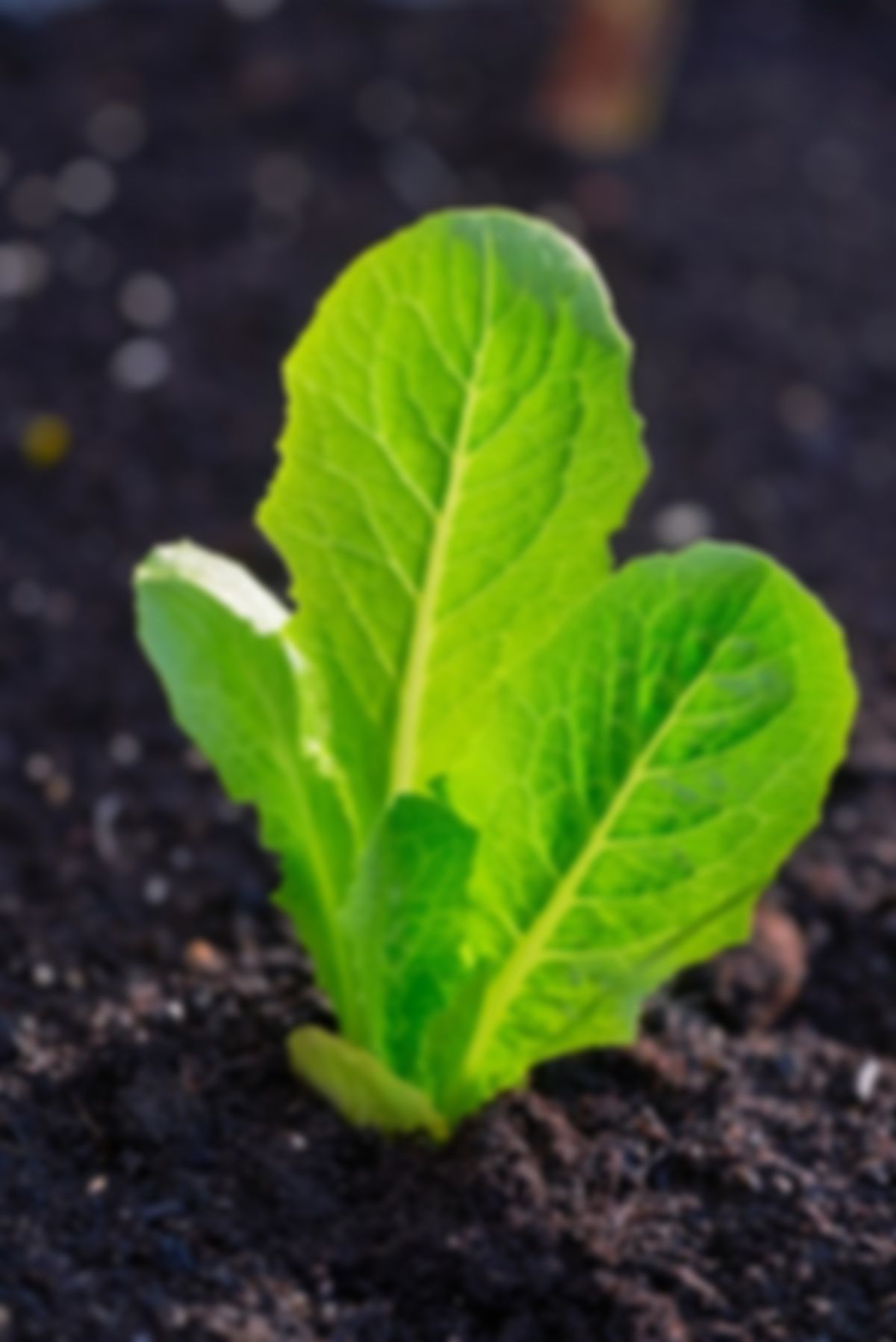 Plant huerto: Lechuga romana