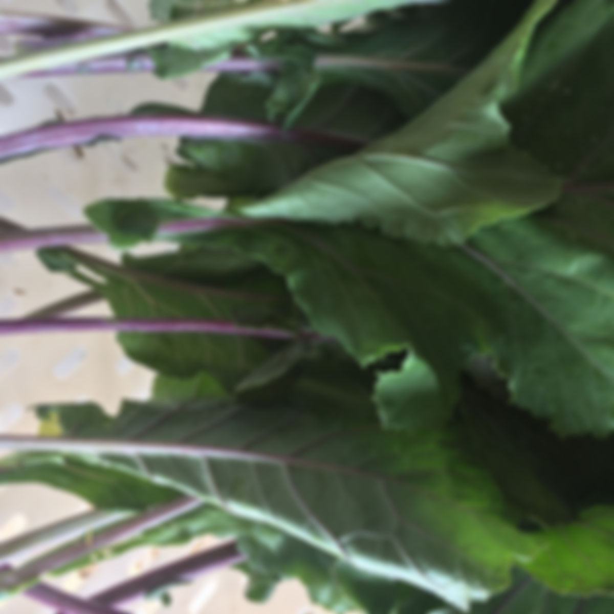 Purple collard greens