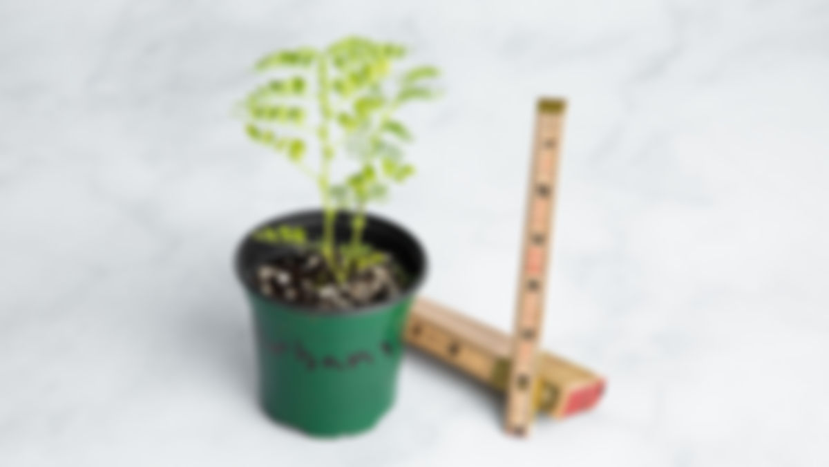Planta huerto: garbanzo