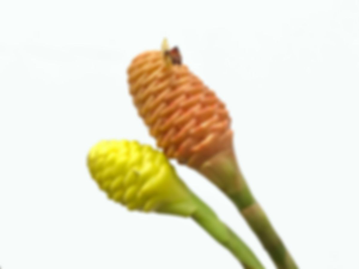 Decorative ginger flower