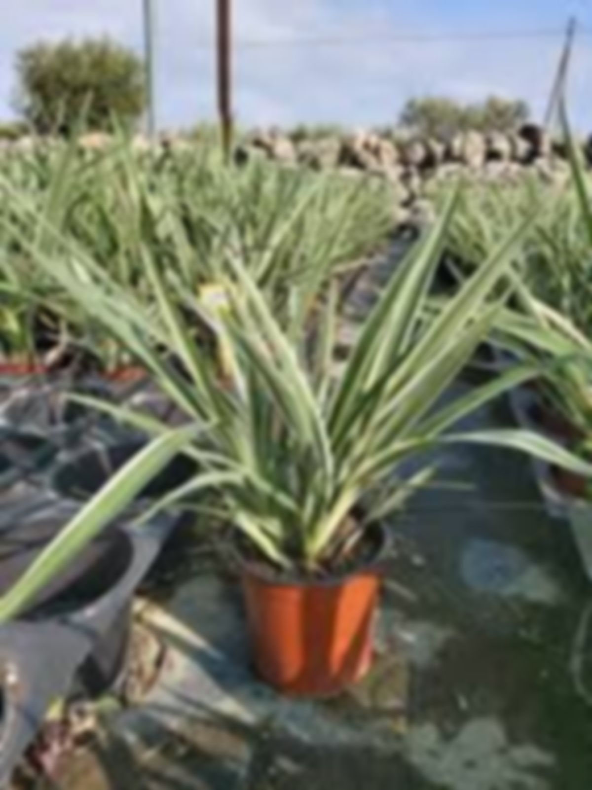 Planta Dianela