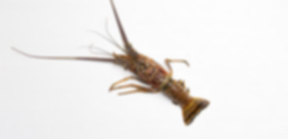 Lobster (3.5 - 4 pounds)