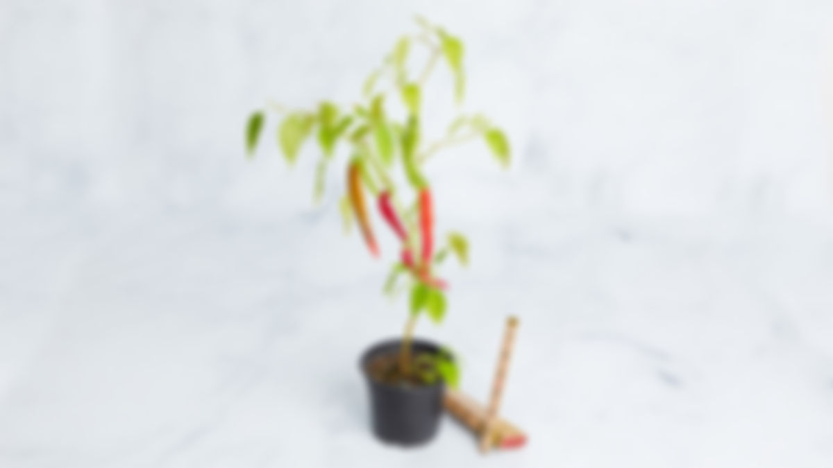 Planta huerto: pimiento cayenne (picante)