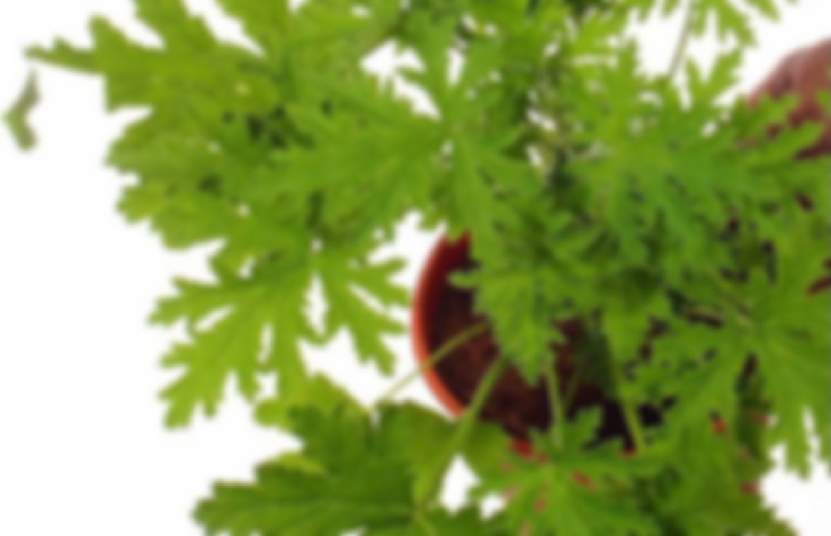 Planta huerto: Citronela ( pelargonium citrosum)