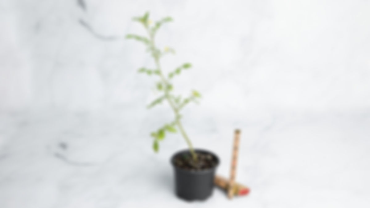 Planta huerto: tomate cherry