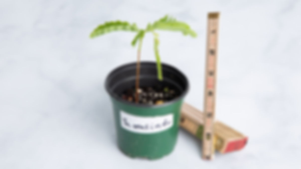 Planta: Tamarindo