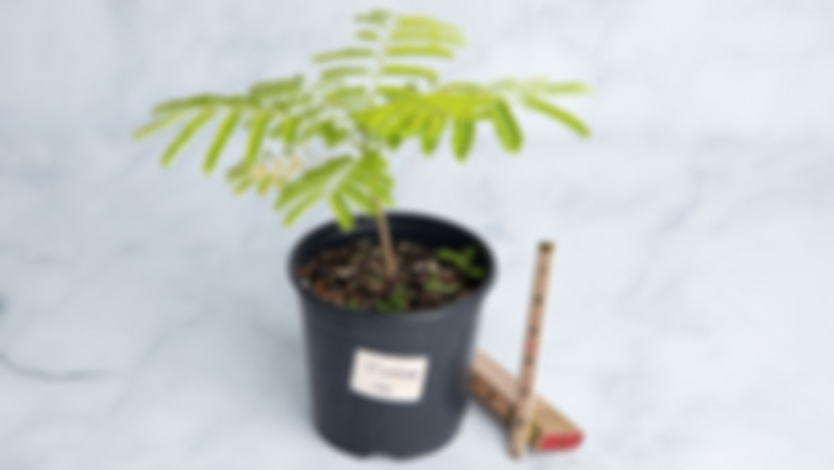 Arbol: Flamboyan rojo