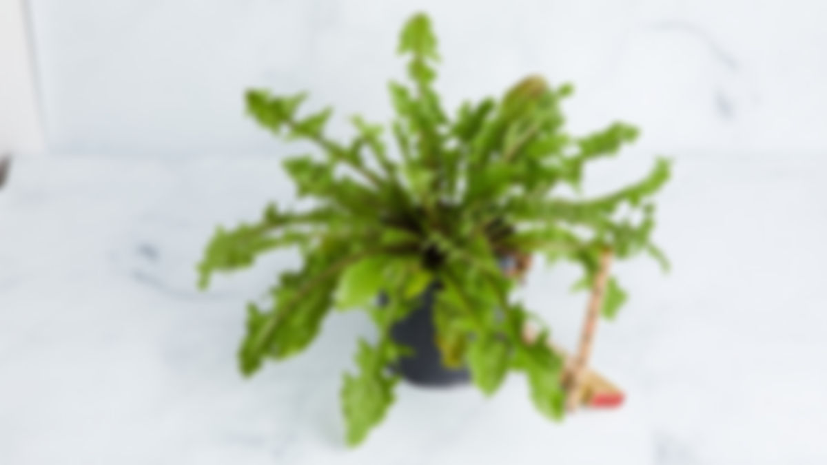Planta medicinal: diente de leon 