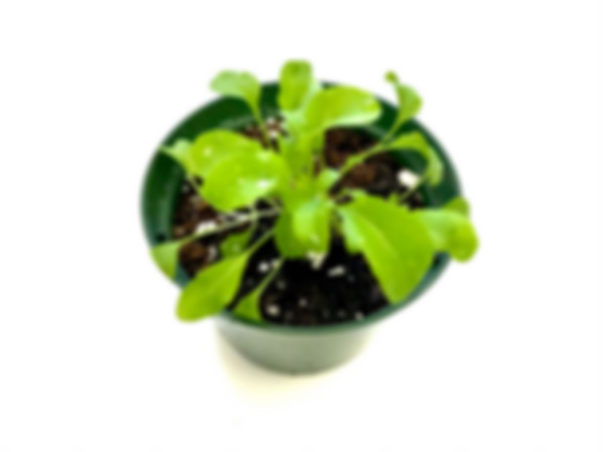 Planta huerto: Rúcula (arugula)