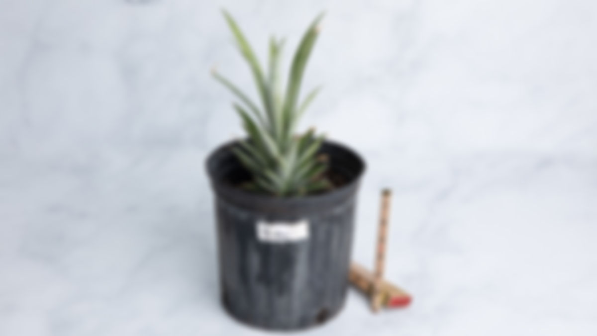 Planta: Piña