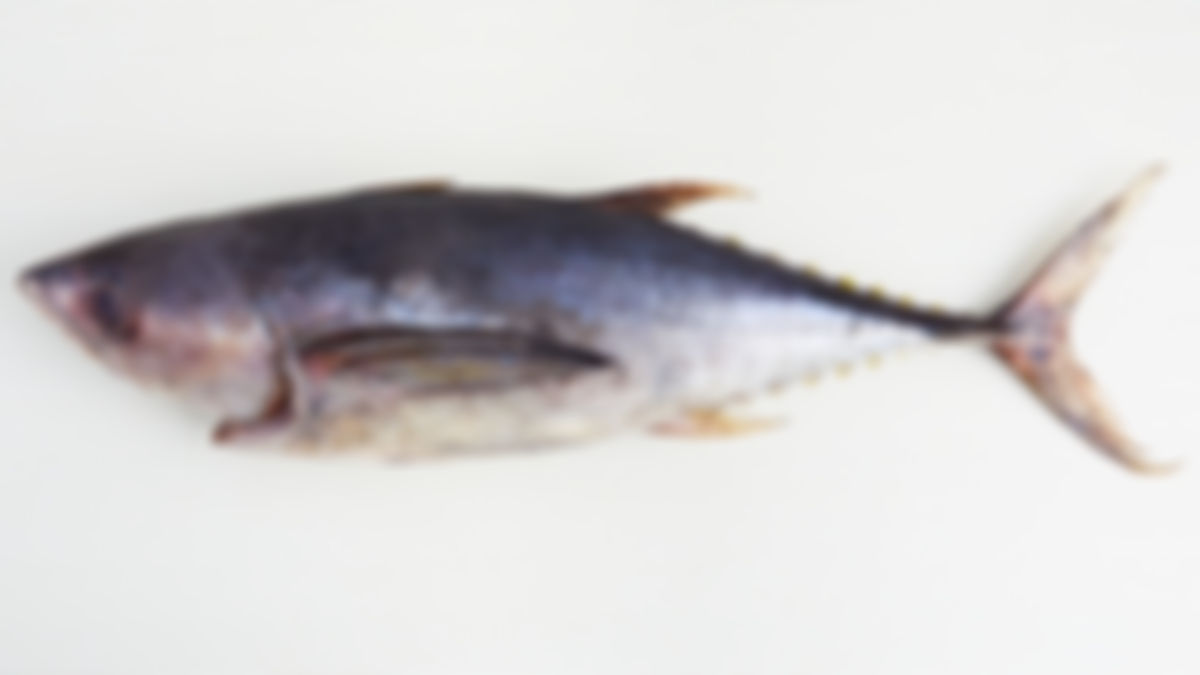 Pescado atún aleta amarilla entero