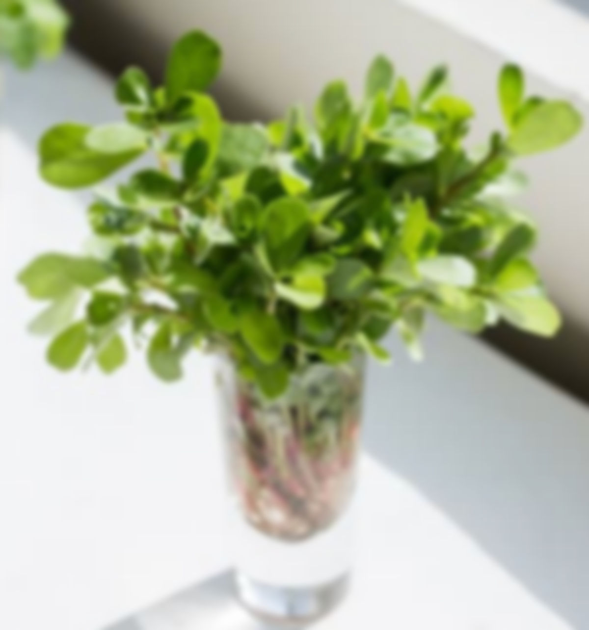 Garden Plant: Purslane