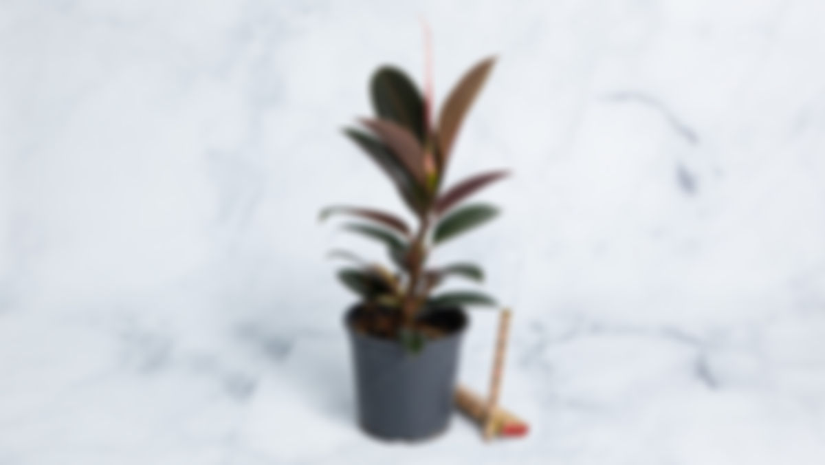 Planta ornamental: ficus elastica "burgundy"