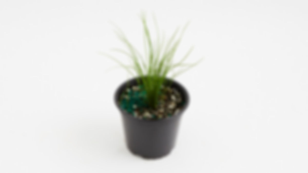 Planta huerto: cebollín de ajo 