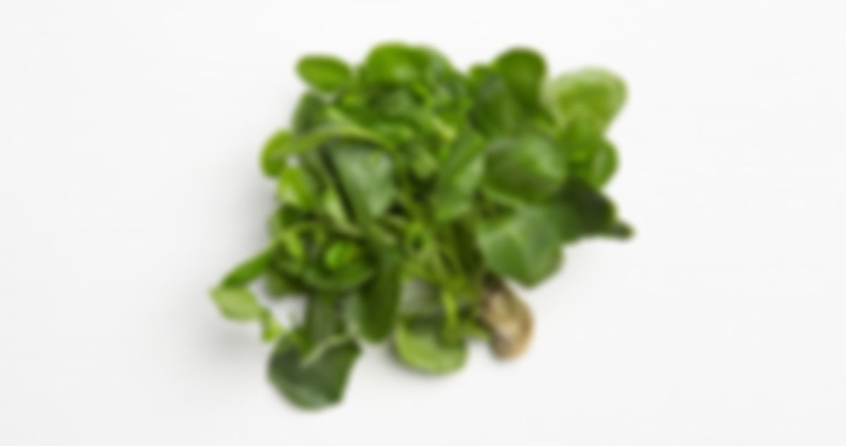 Berro (watercress)