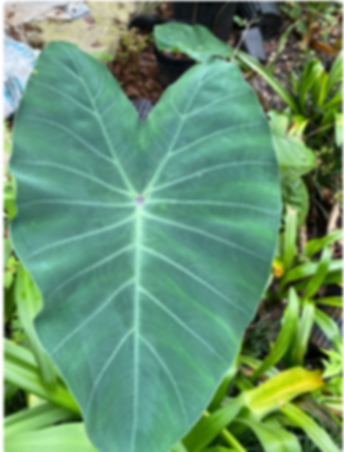 Planta colocasia esculenta