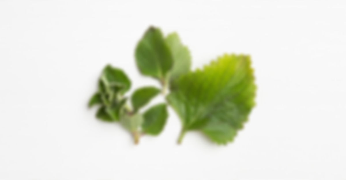 Cuban oregano (orégano brujo)