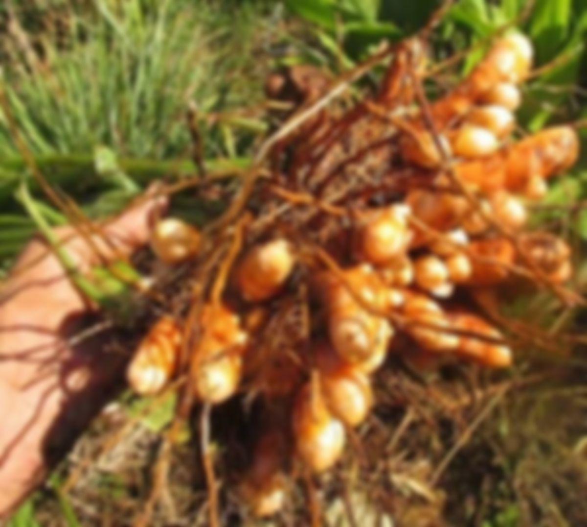 Planta cúrcuma 