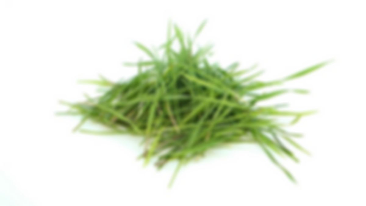 Wheat grass (1.5 oz)