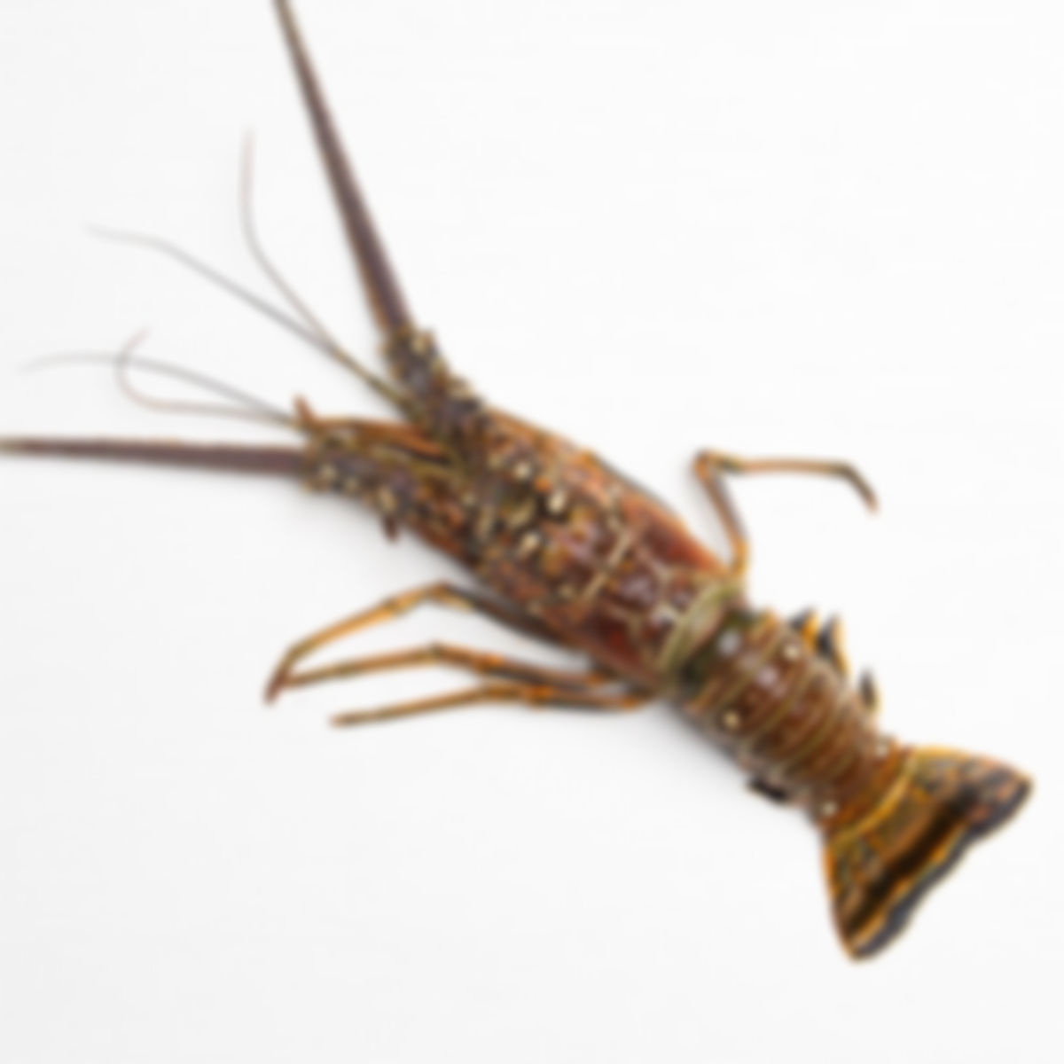 Lobster (5 - 5.5 pounds)