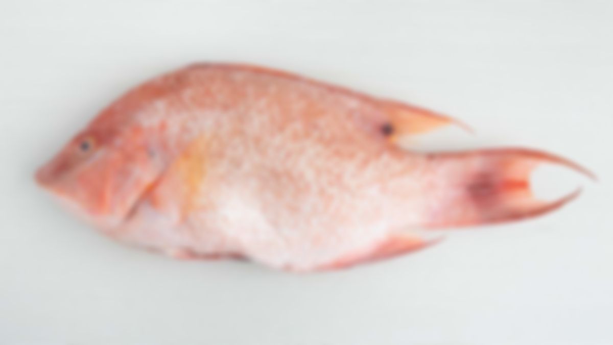 Pescado capitán entero (1 - 1.5 lbs)