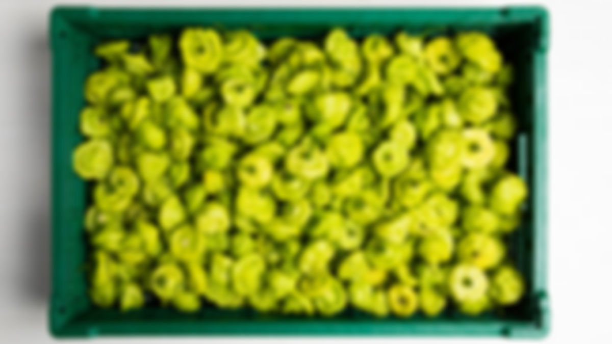 Sweet Pepper, bulk