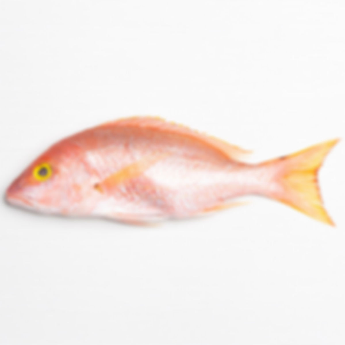 Pescado chillo entero (1.5-2 lbs)