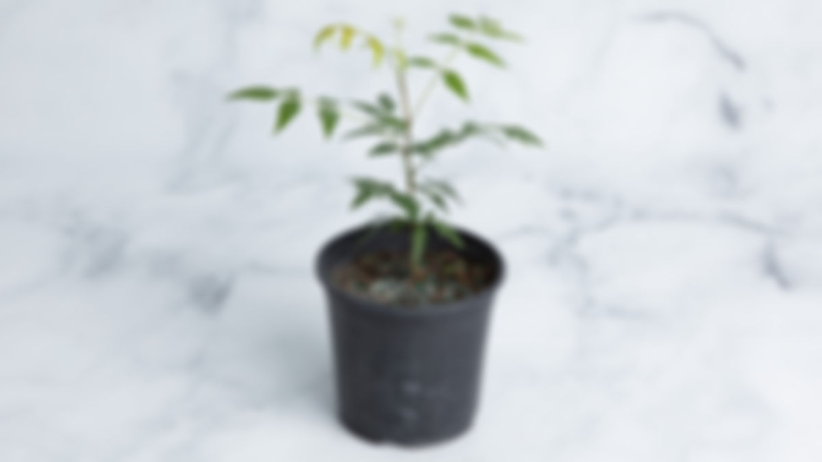 Planta medicinal: neem