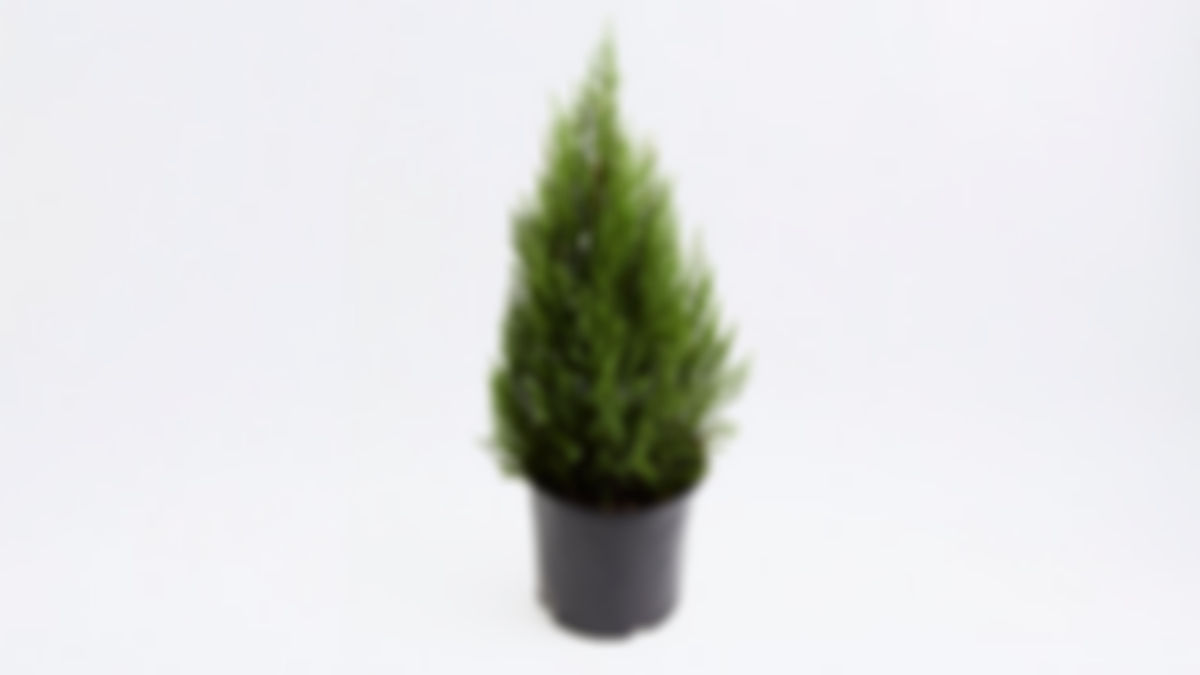 Planta ornamental: pino azul