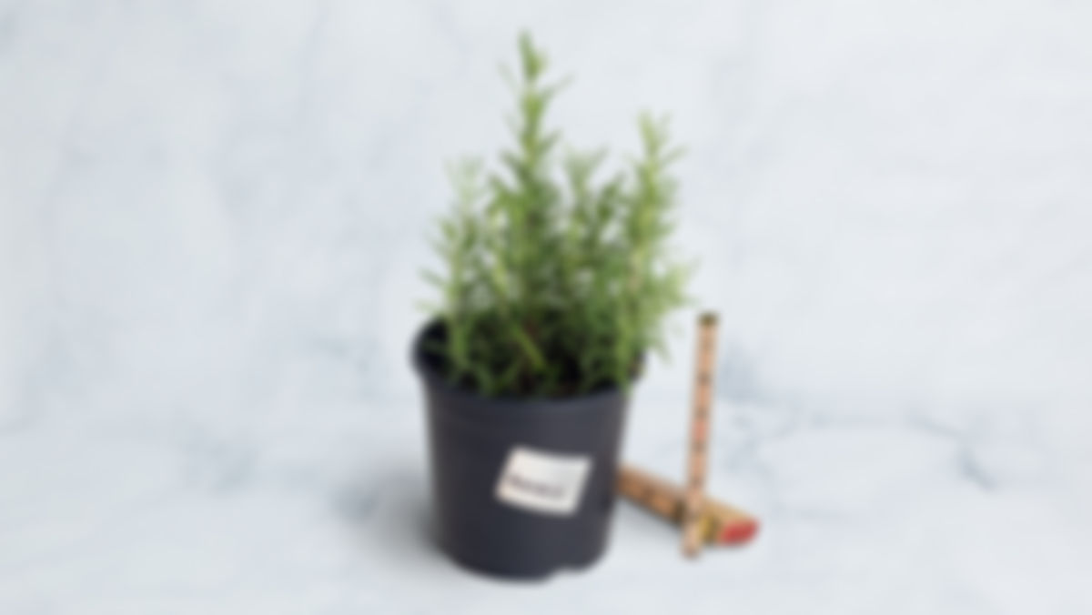 Planta huerto: romero 