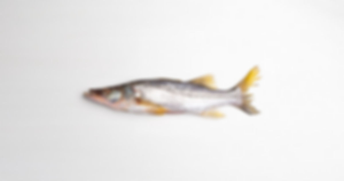 Pescador róbalo entero (1 - 1.5 lbs)
