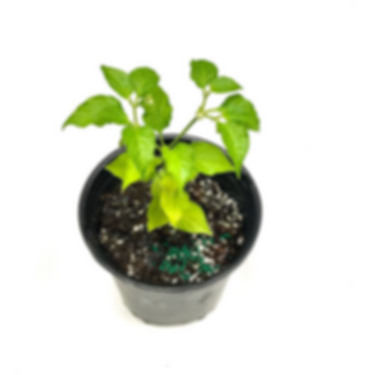 planta huerto: pimiento habanero