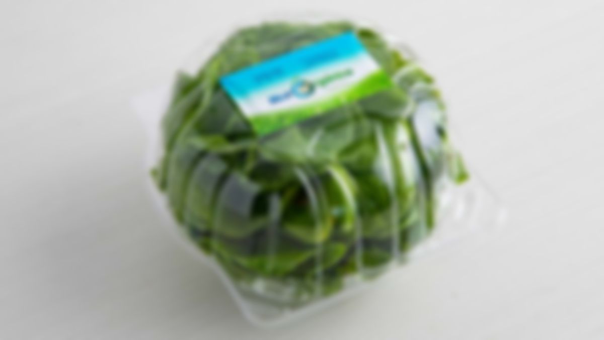 Lechuga Butterhead
