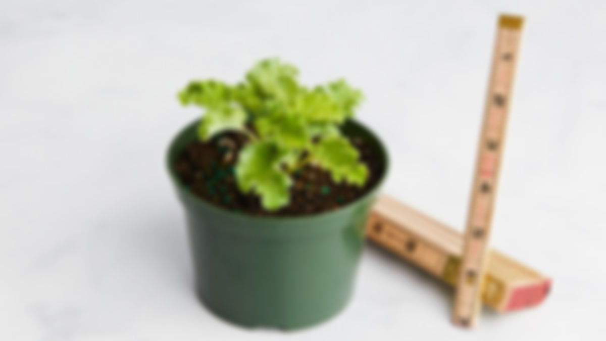 Planta huerto: Kale rizado