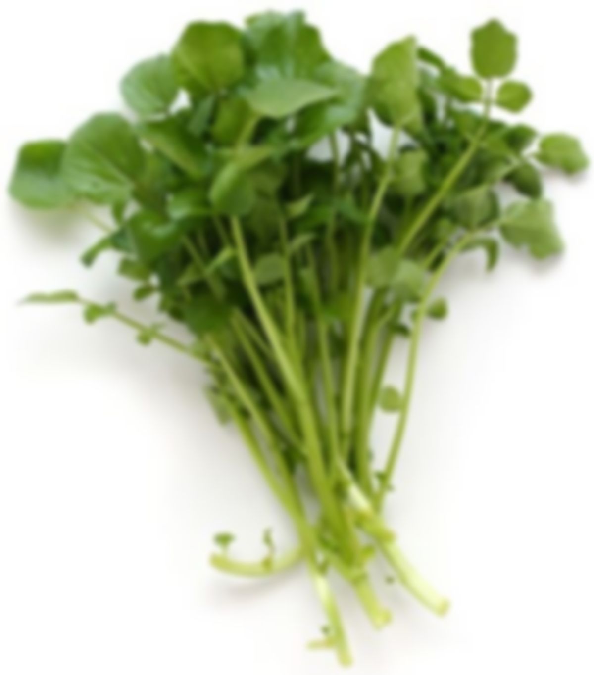 Mountain cress