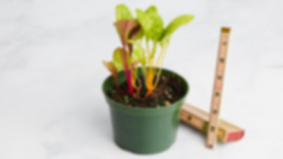 Planta huerto: acelga