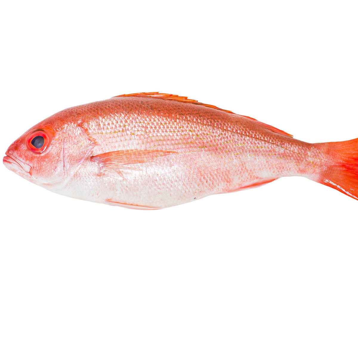 Queen Snapper – Keys Fresh Seafood