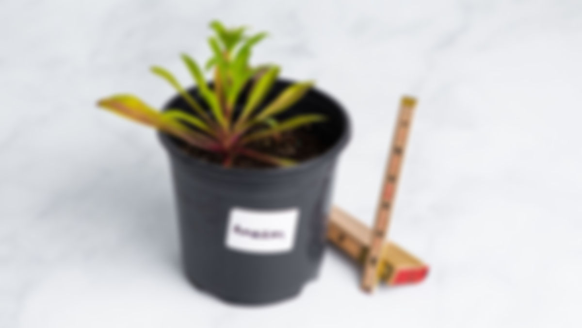 Planta huerto: Amazon neon (flores comestibles)