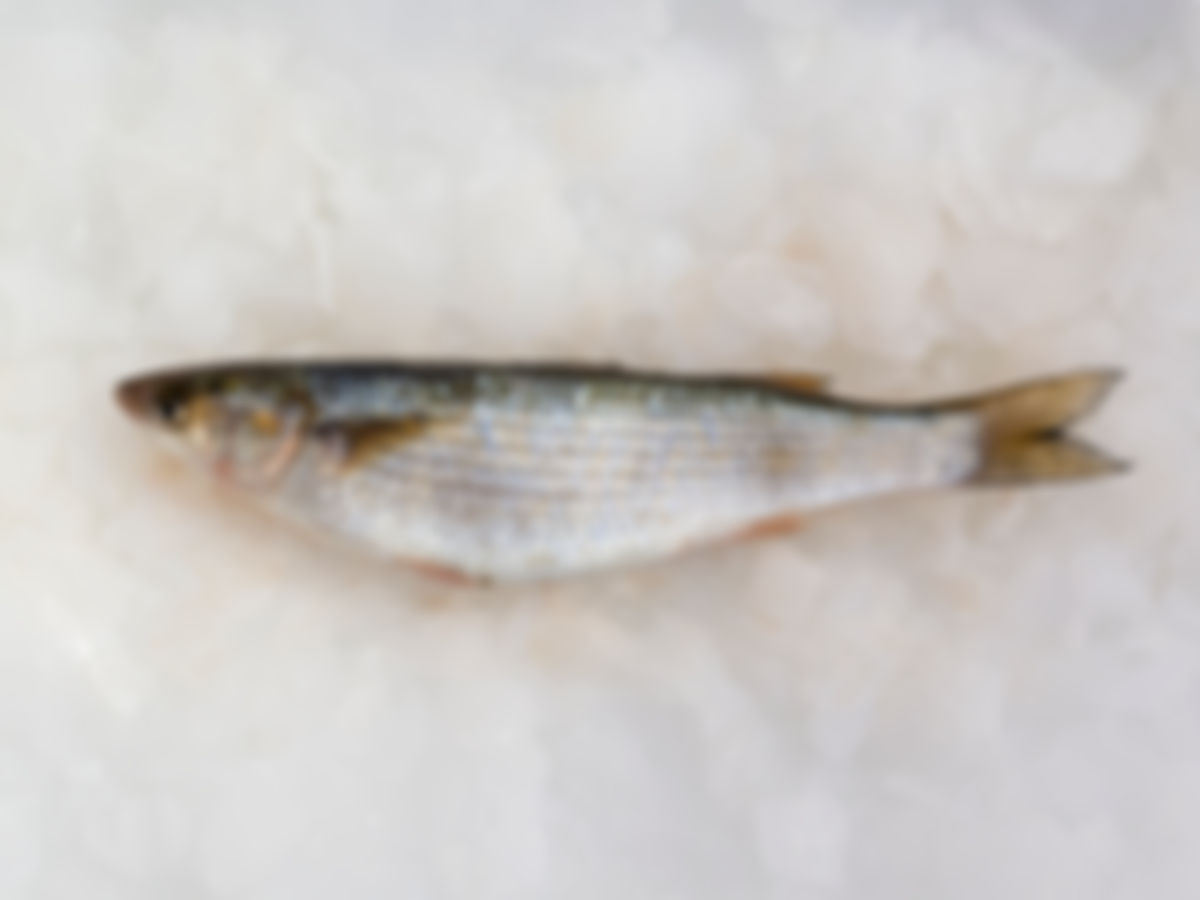 Pescado peto entero