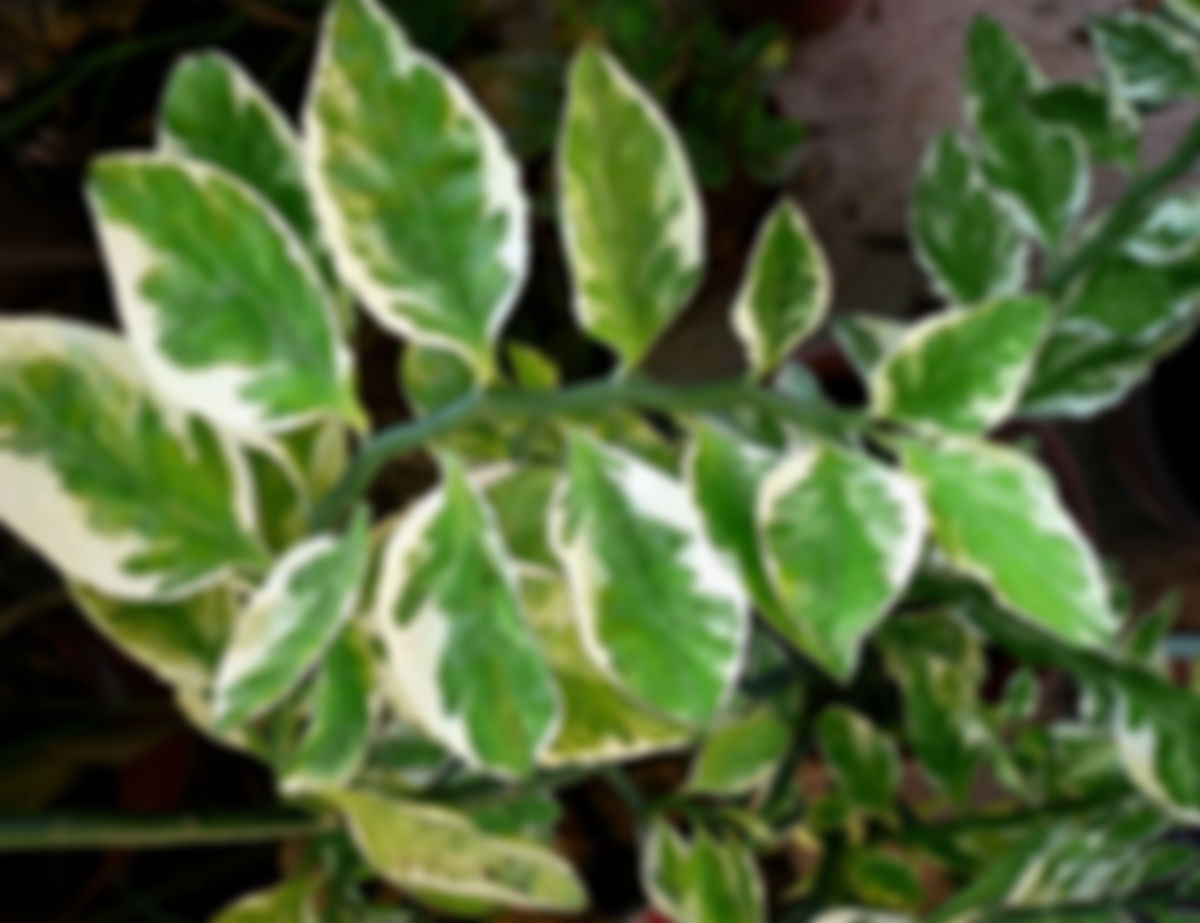 Planta rama de sapo(Pedilanthus tithymaloides)