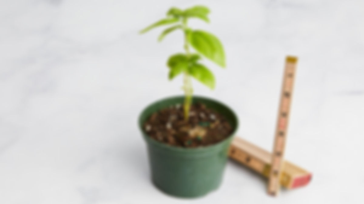 Planta huerto: albahaca