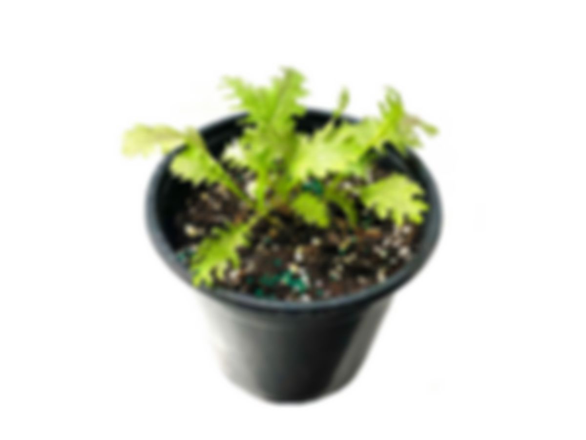 Planta huerto: Mostaza