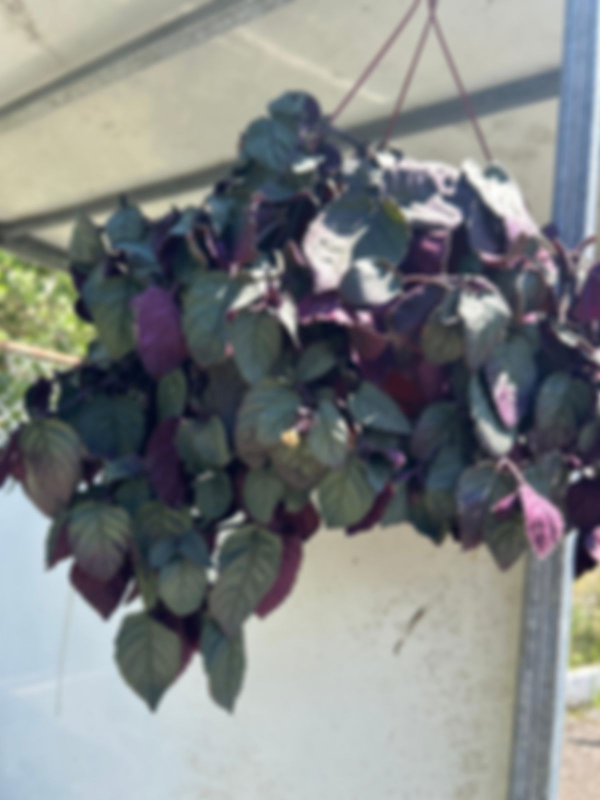 Emigrate Basket Plant