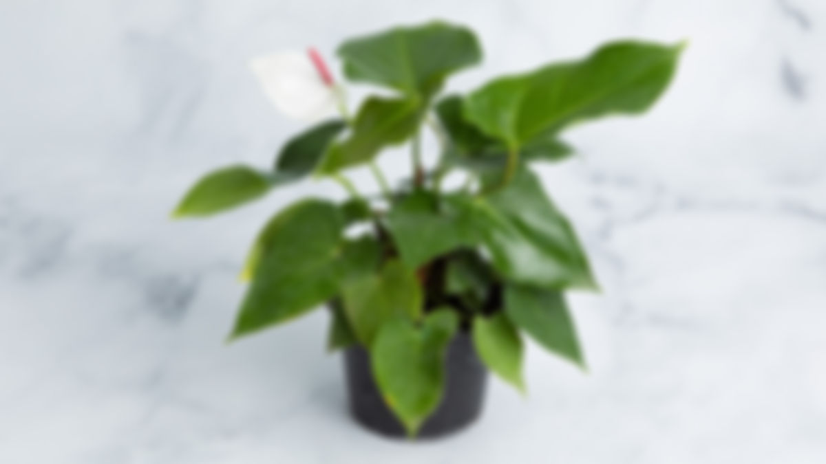 Planta ornamental: anturio