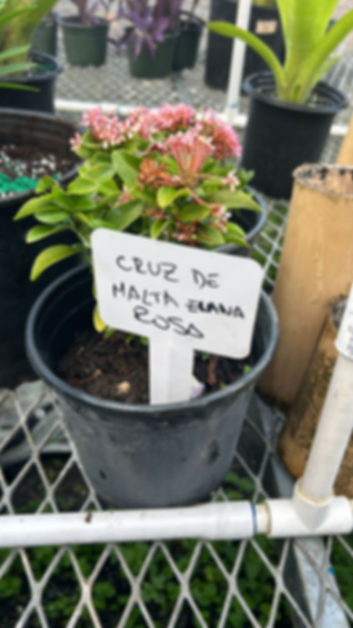 Planta Cruz de Malta Rosa Enana (Kalanchoe blossfeldiana)