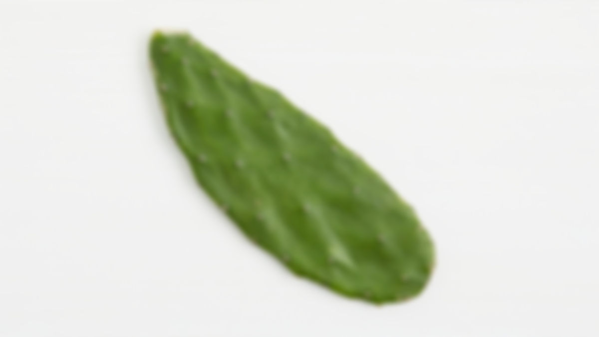Nopal