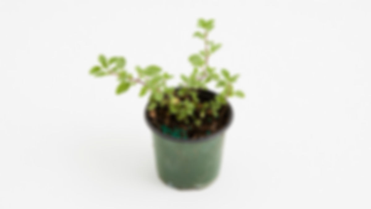 Planta medicinal: mejorana