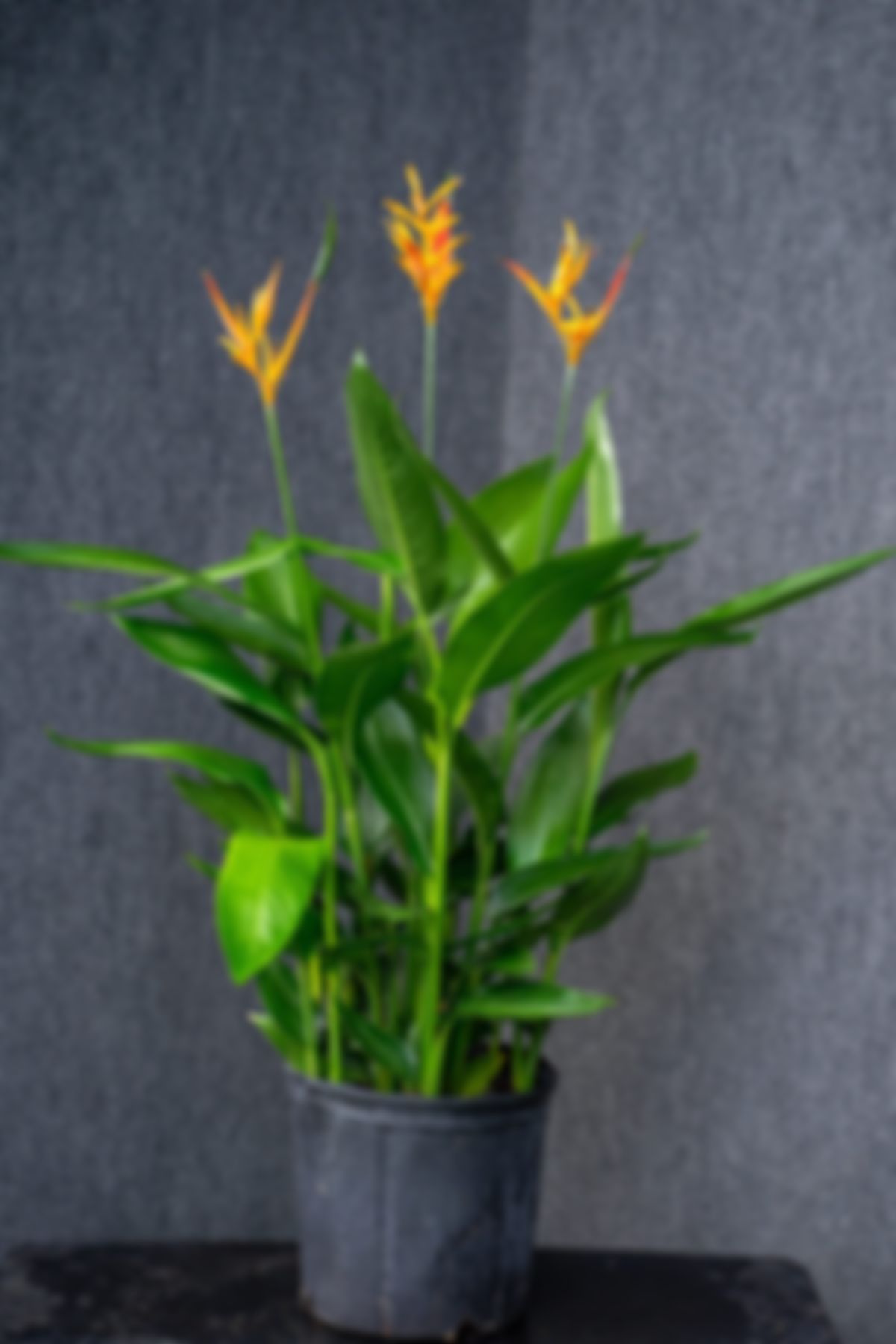 Heliconia